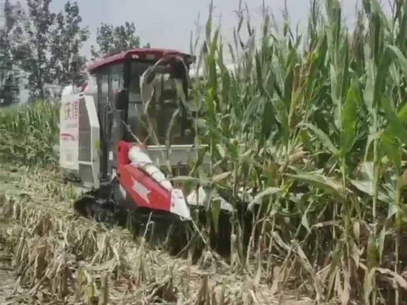 喜盈盈玉米專(zhuān)用割臺(tái)收割效果視頻
