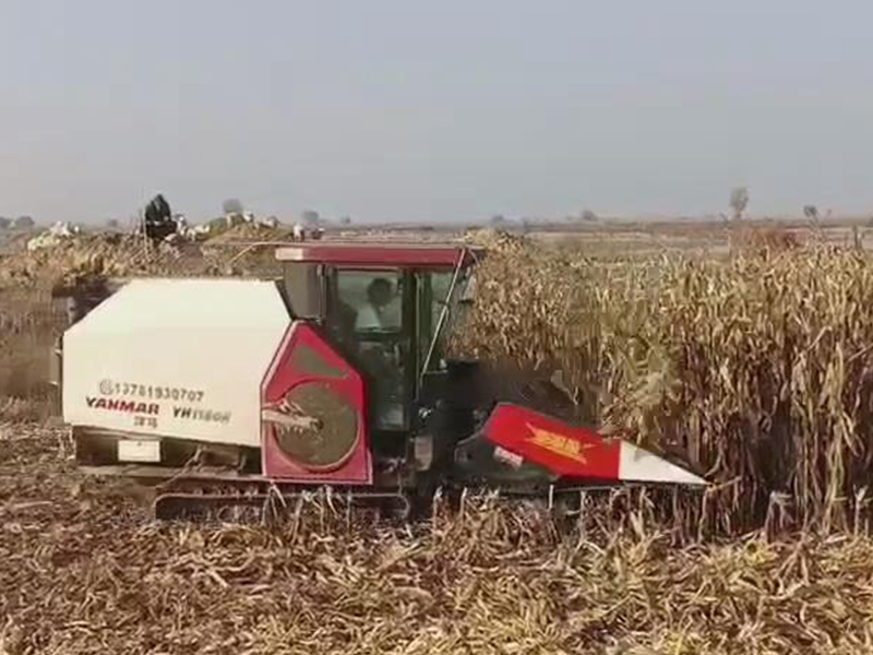 喜盈盈多功能雜糧割臺(tái)收割效果視頻